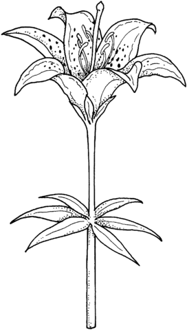 Blooming Lily Coloring Page